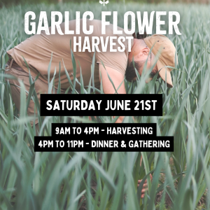 Fête de la récolte des fleurs d'ail (Copy)
